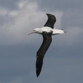 Northern royal albatross. Dorsal view of juvenile in flight. At sea off Wollongong, New South Wales, Australia, August 2005. Image &copy; Brook Whylie by Brook Whylie http://www.sossa-international.org