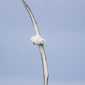 Northern royal albatross. Adult in flight showing wingspan. Near Taiaroa Head, July 2020. Image &copy; Oscar Thomas by Oscar Thomas @oscarkokako