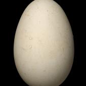 Northern royal albatross. Egg 121.7 x 79.9 mm (NMNZ OR.018484, collected by Christopher Robertson). Middle Sister Island, Chatham Islands, November 1974. Image &copy; Te Papa by Jean-Claude Stahl