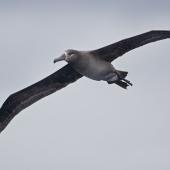 Black-footed albatross. Adult in flight. Tori-shima, Japan, April 2019. Image &copy; Ian Wilson by Ian Wilson