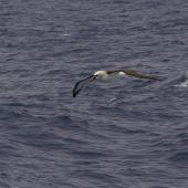 Atlantic yellow-nosed mollymawk. Adult in flight. Near Tristan da Cunha, February 2009. Image &copy; Colin Miskelly by Colin Miskelly