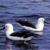 Indian Ocean yellow-nosed mollymawk. Adults on water. Off Tutukaka, May 1983. Image &copy; Colin Miskelly by Colin Miskelly