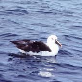 Indian Ocean yellow-nosed mollymawk. Adult on water. Off Tutukaka, May 1983. Image &copy; Colin Miskelly by Colin Miskelly