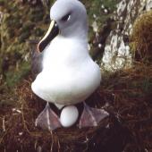Grey-headed mollymawk | Toroa. Adult on egg. Colony at base of Courrejolles Peninsula, Campbell Island, October 1984. Image &copy; Graeme Taylor by Graeme Taylor