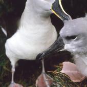 Grey-headed mollymawk. Adult preening its fully-feathered chick. Bull Rock colony, Campbell Island, April 1984. Image &copy; Graeme Taylor by Graeme Taylor