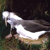 Grey-headed mollymawk | Toroa. Adult feeding fully-feathered chick. Bull Rock, Campbell Island, April 1984. Image &copy; Graeme Taylor by Graeme Taylor