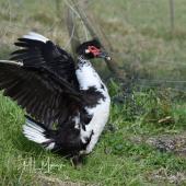Muscovy duck. Adult with wings raised. Whitford farm road, July 2018. Image &copy; Marie-Louise Myburgh  by Marie-Louise Myburgh