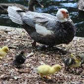 Muscovy duck. Female with seven ducklings. Eastbourne, March 2013. Image &copy; Robert Hanbury-Sparrow by Robert Hanbury-Sparrow