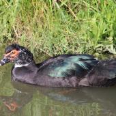 Muscovy duck. Adult male. Lower Hutt, May 2013. Image &copy; Robert Hanbury-Sparrow by Robert Hanbury-Sparrow