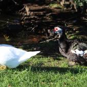 Muscovy duck. Two females. Taradale, April 2013. Image &copy; Robert Hanbury-Sparrow by Robert Hanbury-Sparrow