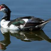 Muscovy duck. Male swimming. Foxton, March 2009. Image &copy; Duncan Watson by Duncan Watson