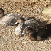 Muscovy duck. Juveniles. Parkwood, Waikanae, April 2020. Image &copy; Alan Tennyson by Alan Tennyson