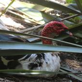 Muscovy duck. Semi-captive adult male with near-bald head and neck. near Waikanae, January 2016. Image &copy; Robert Hanbury-Sparrow by Robert Hanbury-Sparrow