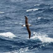 Grey-headed mollymawk. Adult in flight, dorsal. Drake Passage, December 2006. Image &copy; Nigel Voaden by Nigel Voaden http://www.flickr.com/photos/nvoaden/