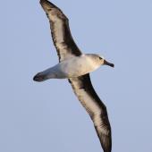 Grey-headed mollymawk. Adult in flight, ventral. Campbell Island, April 2013. Image &copy; Phil Battley by Phil Battley