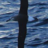 Grey-headed mollymawk | Toroa. Juvenile in flight. At sea, 92 km east of Mahia, June 2015. Image &copy; Bridget Watts by Bridget Watts US NSF OCE-1355878