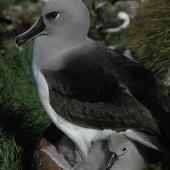 Grey-headed mollymawk. Adult and chick on nest. Campbell Island, January 2011. Image &copy; Kyle Morrison by Kyle Morrison