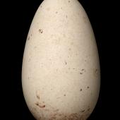 Grey-headed mollymawk. Egg 106.2 x 60.9 mm (NMNZ OR.019083, collected by Jack Sorensen). Campbell Island, October 1942. Image &copy; Te Papa by Jean-Claude Stahl