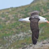 Black-browed mollymawk. Side view of adult in flight. New Island, Falkland Islands, December 2015. Image &copy; Cyril Vathelet by Cyril Vathelet