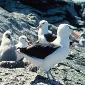 Black-browed mollymawk | Toroa. Adults and chick. Toru Islet, Western Chain, Snares Islands, December 1984. Image &copy; Colin Miskelly by Colin Miskelly