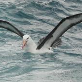 Black-browed mollymawk | Toroa. Adult sitting on water. Cook Strait, August 2012. Image &copy; Alan Tennyson by Alan Tennyson