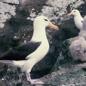 Black-browed mollymawk. Adults with Salvin's mollymawk chick. Toru Islet, Snares Islands, January 1986. Image &copy; Alan Tennyson by Alan Tennyson