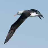 Black-browed mollymawk | Toroa. Adult in flight. Kaikoura pelagic, August 2011. Image &copy; Philip Griffin by Philip Griffin