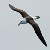 Black-browed mollymawk | Toroa. Adult in flight, dorsal. Drake Passage, December 2006. Image &copy; Nigel Voaden by Nigel Voaden http://www.flickr.com/photos/nvoaden/