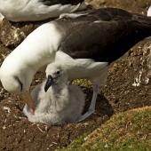 Black-browed mollymawk. Adult preening chick. Saunders Island,  Falkland Islands, January 2016. Image &copy; Rebecca Bowater  by Rebecca Bowater FPSNZ AFIAP www.floraandfauna.co.nz