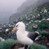 Campbell black-browed mollymawk | Toroa. Adult in colony. South Bull Rock, Campbell Island, January 1993. Image &copy; Alan Tennyson by Alan Tennyson