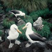 Campbell black-browed mollymawk. Adults at empty nest. South Bull Rock, Campbell Island, January 1993. Image &copy; Alan Tennyson by Alan Tennyson