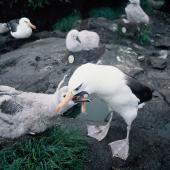 Campbell black-browed mollymawk | Toroa. Adult feeding chick. South Bull Rock, Campbell Island, January 1993. Image &copy; Alan Tennyson by Alan Tennyson