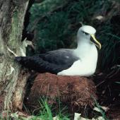 Buller's mollymawk. Adult southern subspecies incubating egg in nest. Snares Islands, February 1984. Image &copy; Colin Miskelly by Colin Miskelly