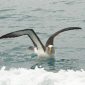 Buller's mollymawk | Toroa. Adult sitting on water with wings raised. Off Kaikoura, June 2008. Image &copy; Alan Tennyson by Alan Tennyson