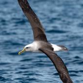 Buller's mollymawk | Toroa. Adult in flight (southern subspecies). The Petrel Station pelagic offshore from Tutukaka, August 2023. Image &copy; Scott Brooks, www.thepetrelstation.nz by Scott Brooks