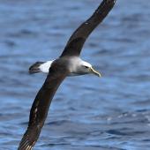 Buller's mollymawk. Adult in flight (southern subspecies). Tutukaka Pelagic out past Poor Knights Islands, July 2021. Image &copy; Scott Brooks (ourspot) by Scott Brooks