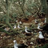 Buller's mollymawk. Southern subspecies adults nesting under forest. The Snares, March 1992. Image &copy; Alan Tennyson by Alan Tennyson