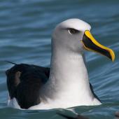 Buller's mollymawk. Front view of adult on water. Kaikoura pelagic, August 2011. Image &copy; Philip Griffin by Philip Griffin