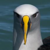Buller's mollymawk. Front view of head. Kaikoura pelagic, August 2011. Image &copy; Philip Griffin by Philip Griffin