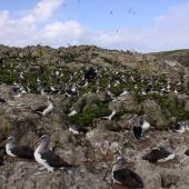 Buller's mollymawk. Northern subspecies breeding colony. Forty Fours,  Chatham Islands, December 2009. Image &copy; Mark Fraser by Mark Fraser