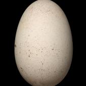 Buller's mollymawk | Toroa. Egg 96.2 x 63.2 mm (NMNZ OR.025005, collected by Alan Tennyson). Solander Island, February 1996. Image &copy; Te Papa by Jean-Claude Stahl