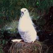 Buller's mollymawk | Toroa. Southern subspecies chick on nest. Little Solander Island, July 1985. Image &copy; Colin Miskelly by Colin Miskelly