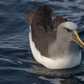 Buller's mollymawk. Northern subspecies, on water. Off Pitt Island, Chatham Islands, November 2020. Image &copy; James Russell by James Russell