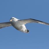 Northern fulmar. Pale morph adult in flight. Off the coast of Chukotka, Russian Far East, August 2015. Image &copy; Sonja Ross by Sonja Ross