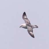 Northern fulmar. Pale morph adult in flight. Cape Navarin coastline, Bering Sea, July 2014. Image &copy; Heather Smithers by Heather Smithers