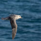 Northern fulmar. Dark morph adult in flight (High Arctic subspecies). Svalbard. Image &copy; Sonja Ross by Sonja Ross