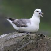 Northern fulmar. Pale morph adult calling (North Atlantic subspecies). St Kilda, June 2018. Image &copy; John Fennell by John Fennell