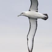 White-capped mollymawk | Toroa. Adult in flight. Halfmoon Bay, Stewart Island, March 2023. Image &copy; Glenn Pure by Glenn Pure
