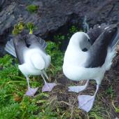 White-capped mollymawk. Pair displaying. South West Cape, Auckland Islands, January 2006. Image &copy; Graeme Taylor by Graeme Taylor