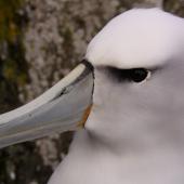 White-capped mollymawk. Close up of adult head. Forty Fours,  Chatham Islands, December 2009. Image &copy; Mark Fraser by Mark Fraser